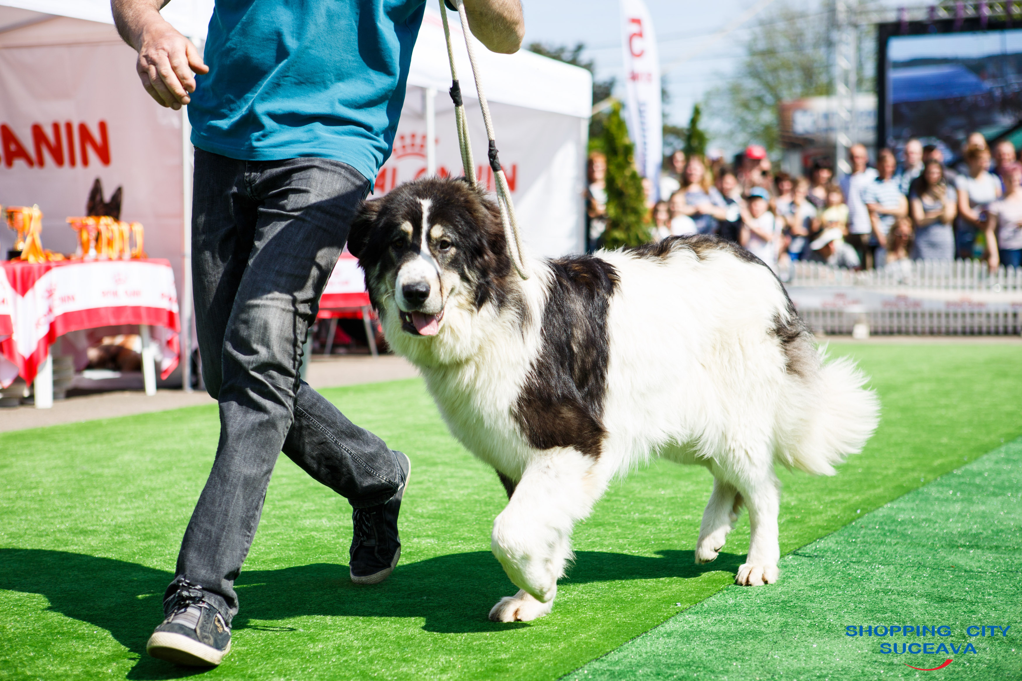 Peste 600 De Caini De Rasă La Bucovina Dog Show Impact Fm